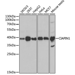 CIAPIN1 Rabbit pAb