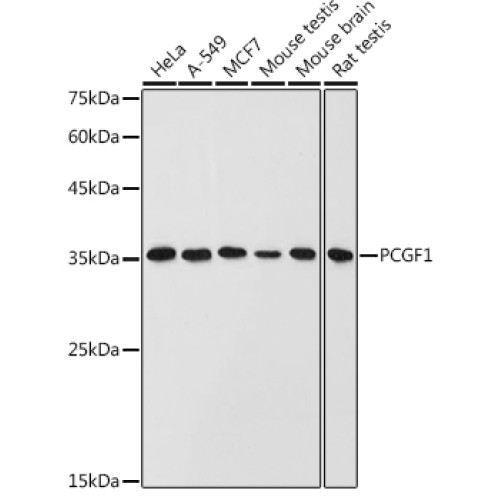 PCGF1 Rabbit pAb