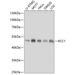 RCC1 Rabbit pAb