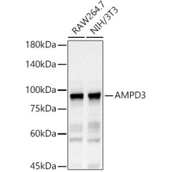 AMPD3 Rabbit pAb