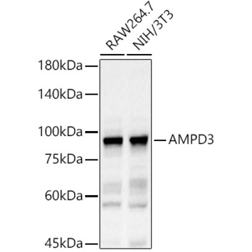 AMPD3 Rabbit pAb