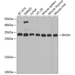 RHOH Rabbit pAb