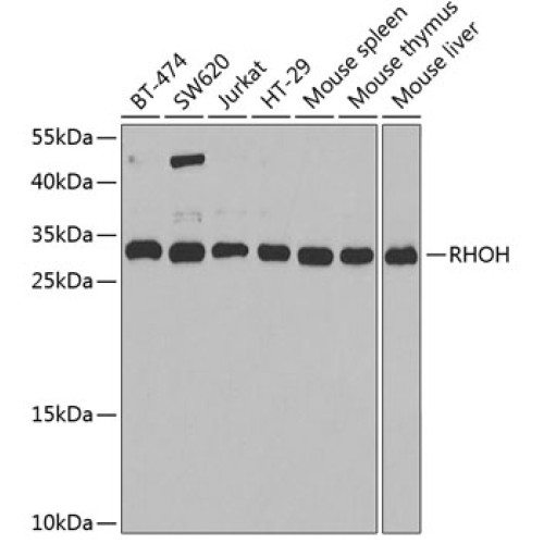 RHOH Rabbit pAb