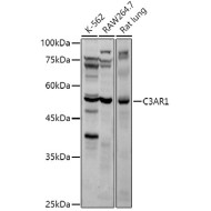 C3AR1 Rabbit pAb