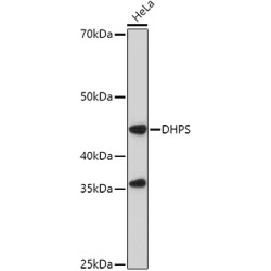 DHPS Rabbit pAb