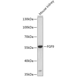 FGF9 Rabbit pAb