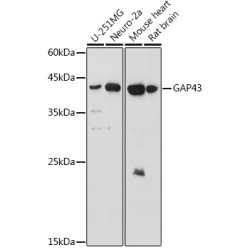 GAP43 Rabbit pAb