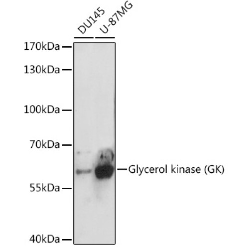 Glycerol kinase (GK) Rabbit pAb