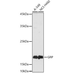 Gastrin Releasing Peptide (GRP) Rabbit pAb