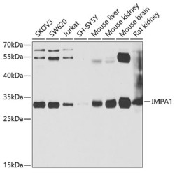 IMPA1 Rabbit pAb