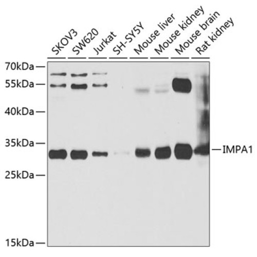 IMPA1 Rabbit pAb