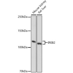 IRP2 Rabbit pAb