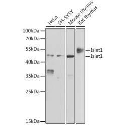 Islet1 Rabbit pAb