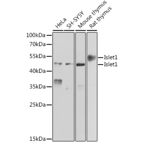 Islet1 Rabbit pAb