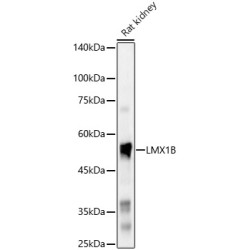 LMX1B Rabbit pAb