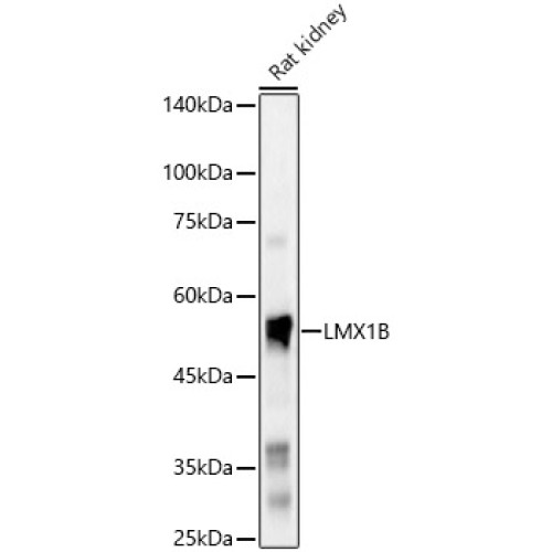 LMX1B Rabbit pAb