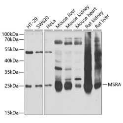 MSRA Rabbit pAb