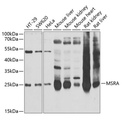MSRA Rabbit pAb