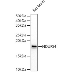 NDUFS4 Rabbit pAb