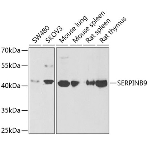 SERPINB9 Rabbit pAb