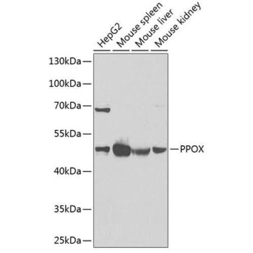 PPOX Rabbit pAb