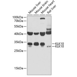 KLK10 Rabbit pAb