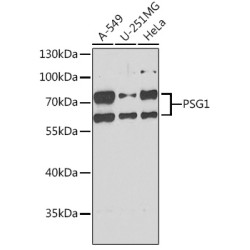 PSG1 Rabbit pAb