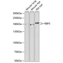RBP3 Rabbit pAb