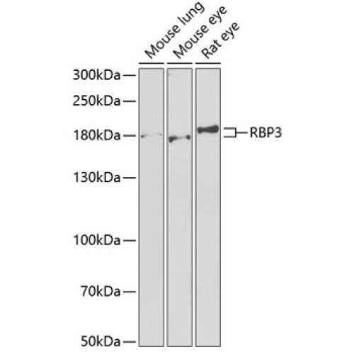RBP3 Rabbit pAb