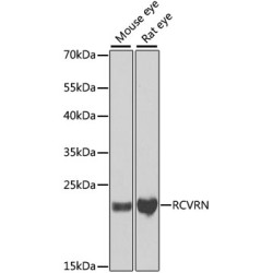 RCVRN Rabbit pAb