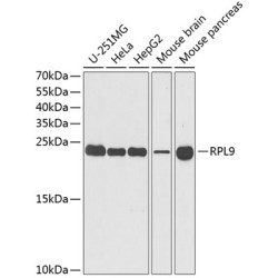 RPL9 Rabbit pAb
