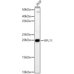 RPL11 Rabbit pAb