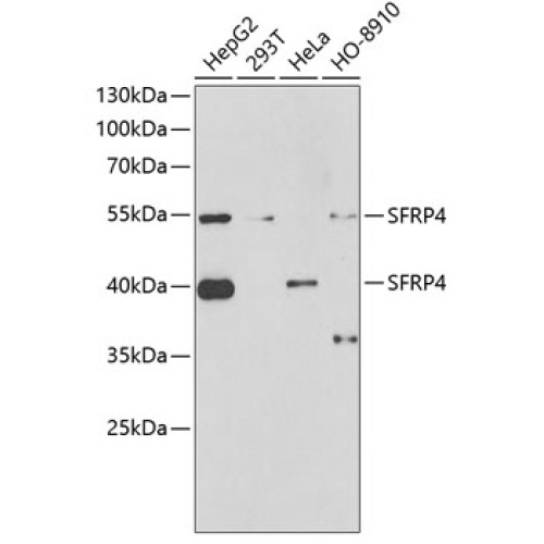 SFRP4 Rabbit pAb