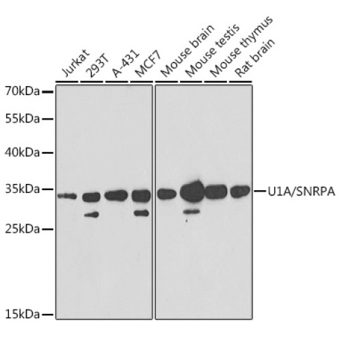 U1A/SNRPA Rabbit pAb