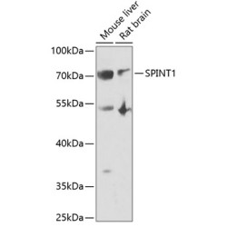 SPINT1 Rabbit pAb