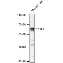 SSRP1 Rabbit pAb