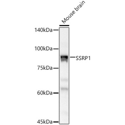 SSRP1 Rabbit pAb