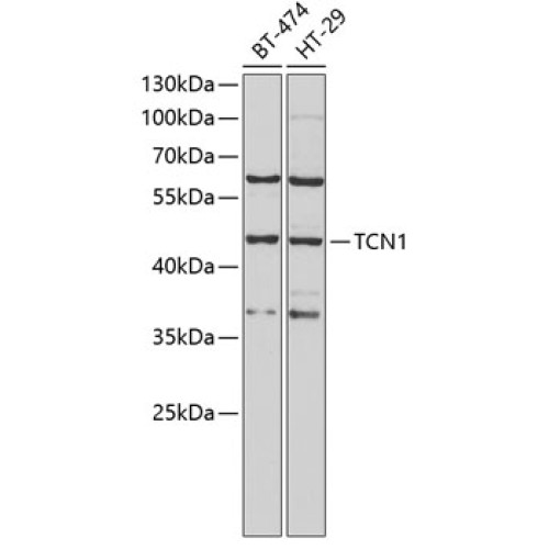 TCN1 Rabbit pAb