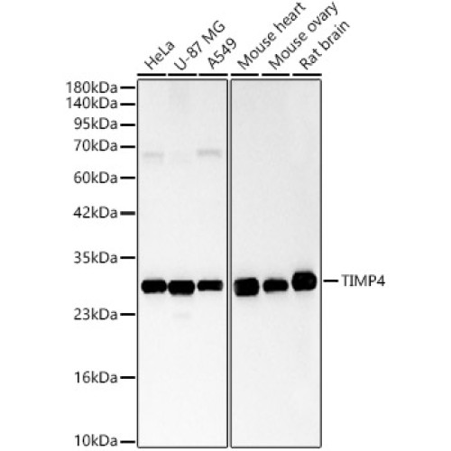 TIMP4 Rabbit pAb