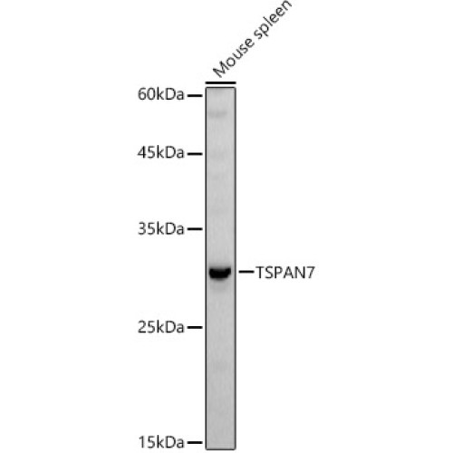 TSPAN7 Rabbit pAb
