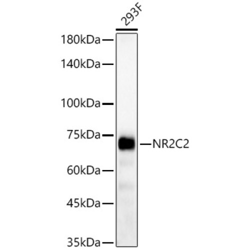 NR2C2 Rabbit pAb