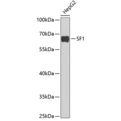 SF1 Rabbit pAb
