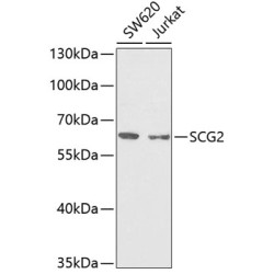 SCG2 Rabbit pAb