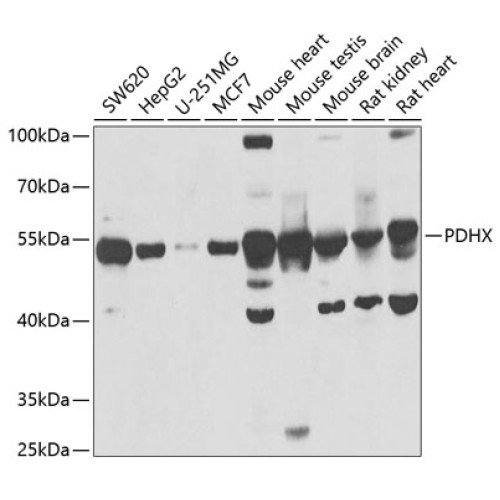 PDHX Rabbit pAb