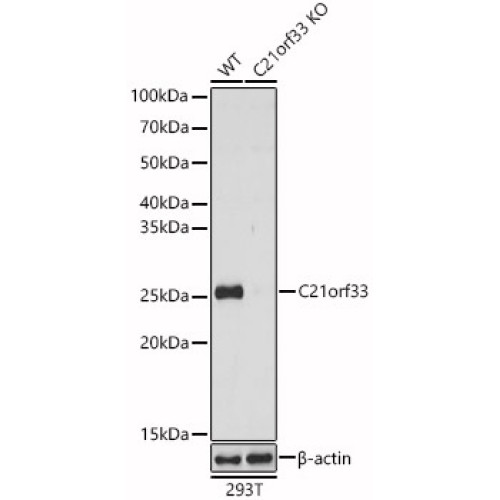 [KO Validated] C21orf33 Rabbit pAb