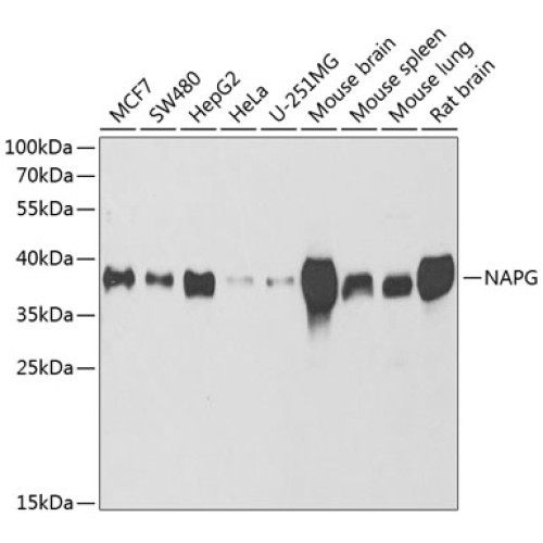 NAPG Rabbit pAb