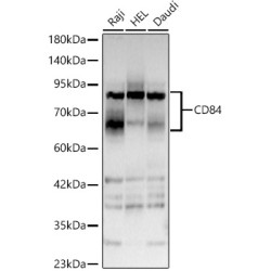 CD84 Rabbit pAb
