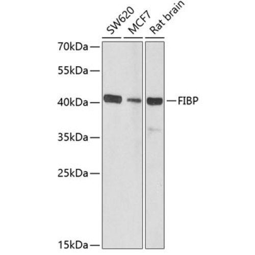 FIBP Rabbit pAb