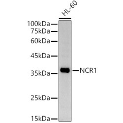 NCR1 Rabbit pAb
