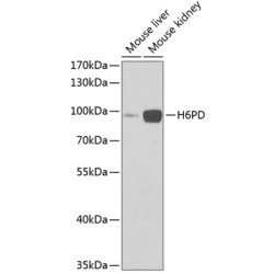 H6PD Rabbit pAb